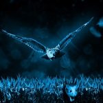 フクロウが夜行性の理由とは？